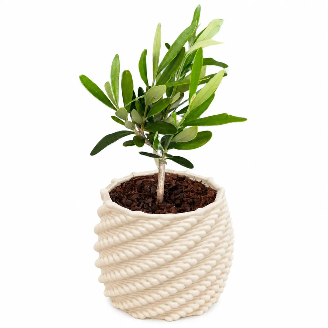 Bonsai Olivo in vaso di ceramica artigianale Carina bianco con lavorazione intrecciata, foto prodotto su sfondo bianco