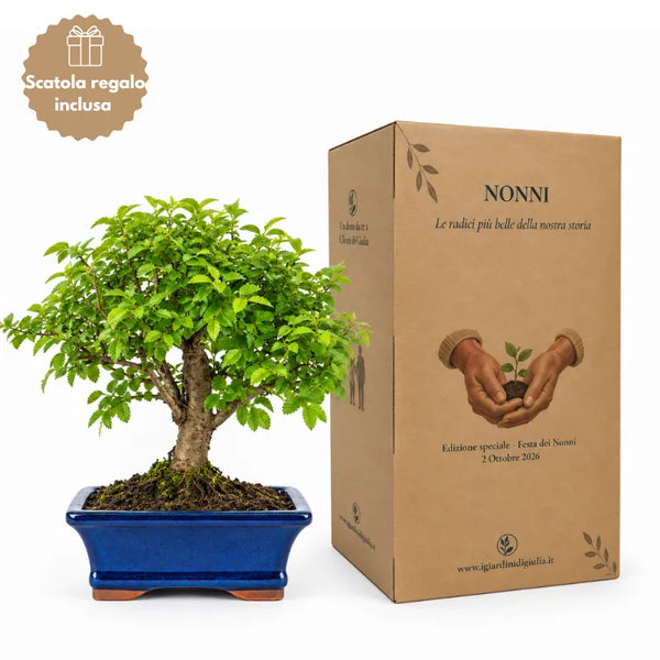 Bonsai 7 Anni Ulmus Parvifolia (Olmo cinese) - Collezione Premium con scatola regalo