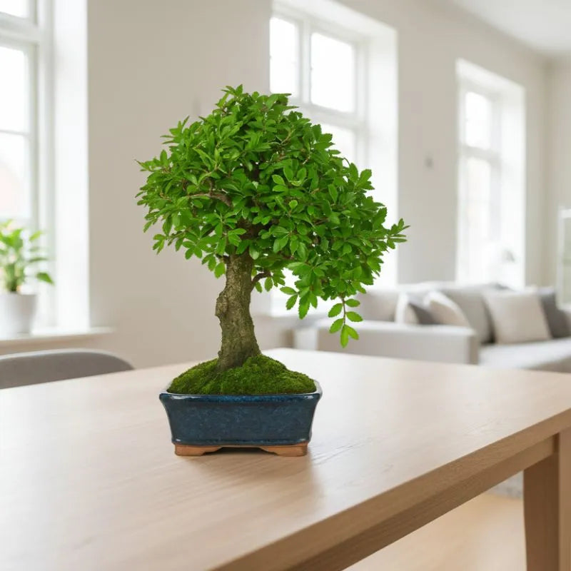 Bonsai Zelkova Parvifolia 8 anni - Olmo Giapponese con chioma compatta e muschio in vaso blu in soggiorno