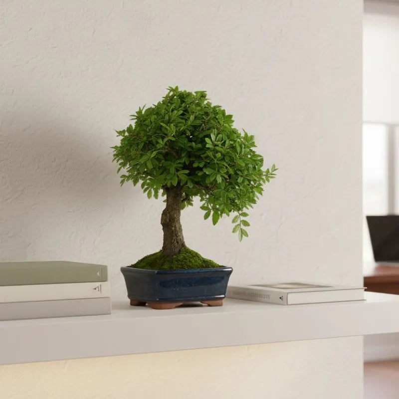 Bonsai Zelkova Parvifolia - Olmo Giapponese in vaso blu con muschio decorativo su mensola moderna