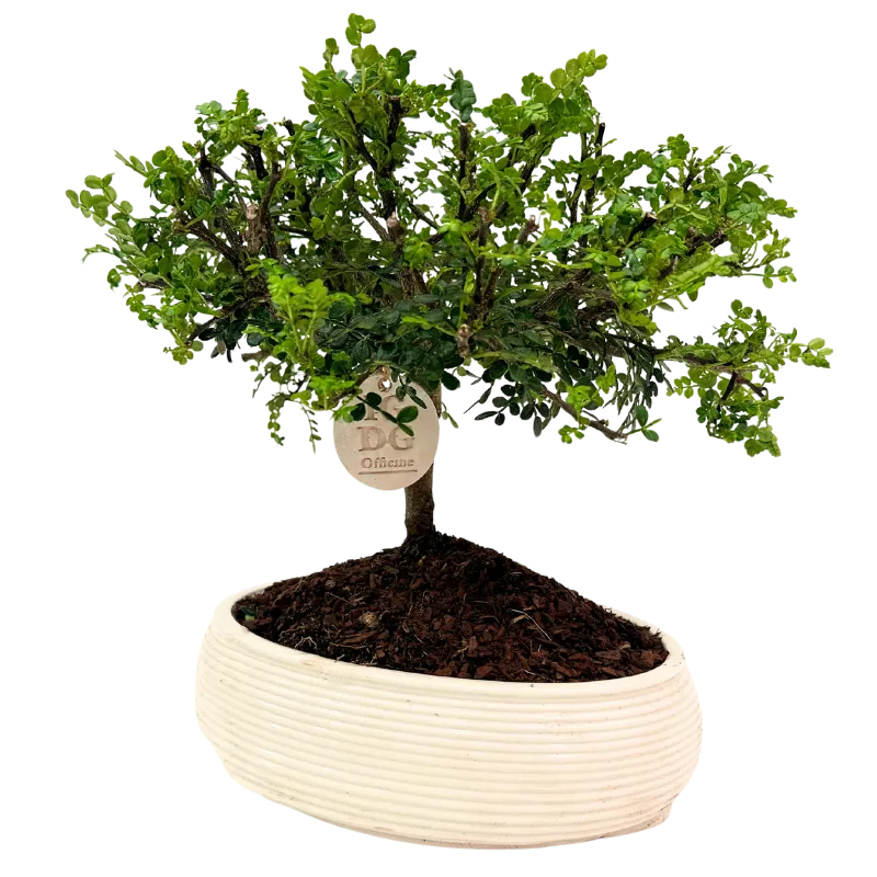 Bonsai Pepe in vaso ceramica, vista ravvicinata del tronco e delle radici