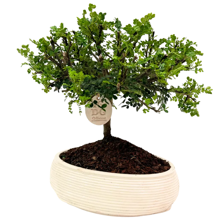 Bonsai Pepe in vaso ceramica, vista ravvicinata del tronco e delle radici