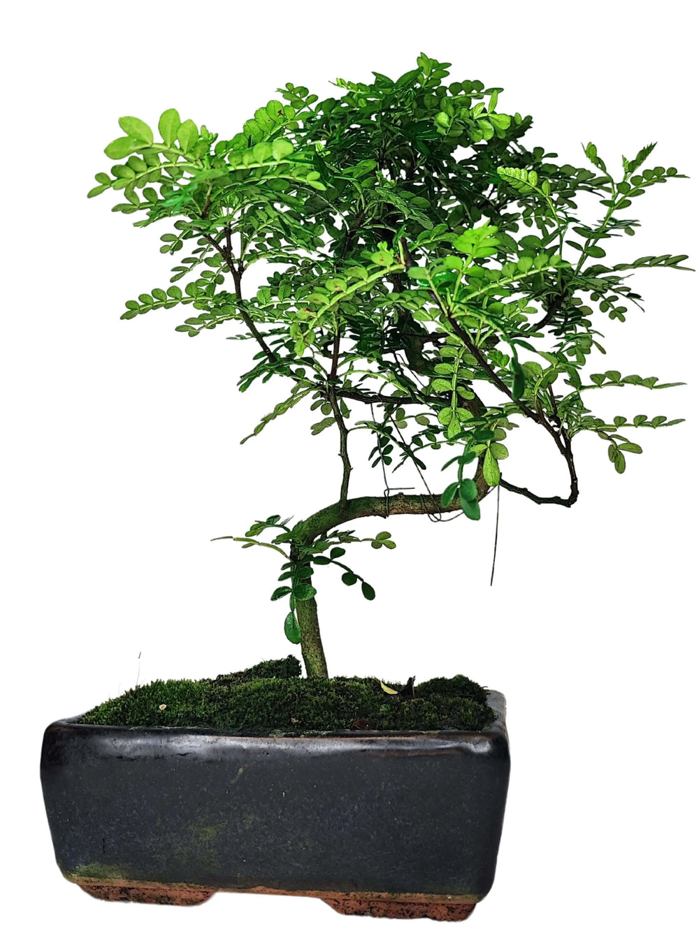 Bonsai Pepper S-Shape 40 cm - dettaglio del tronco scultoreo a S