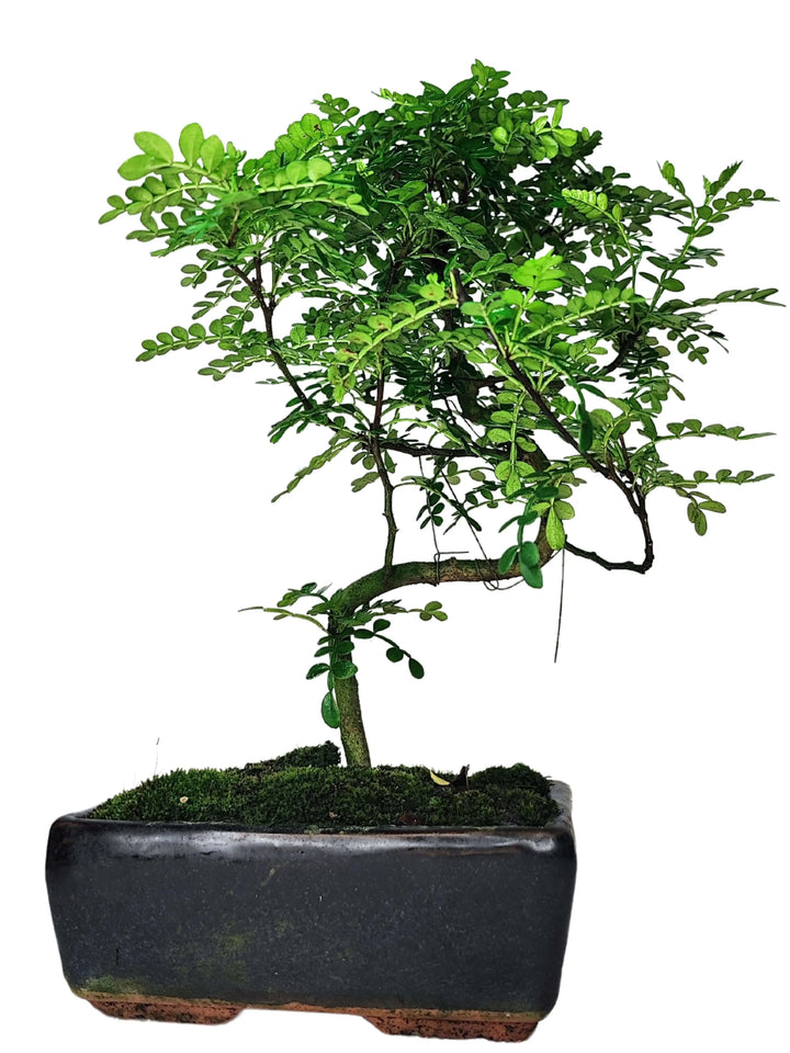 Bonsai Pepper S-Shape 40 cm - dettaglio del tronco scultoreo a S