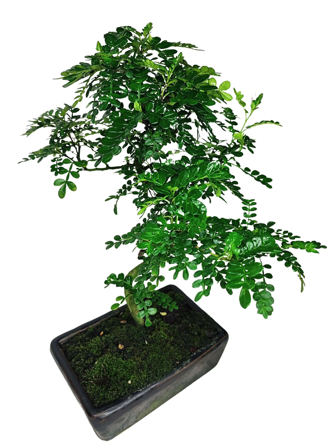 Bonsai Pepper S-Shape 40 cm - profilo laterale con vaso elegante