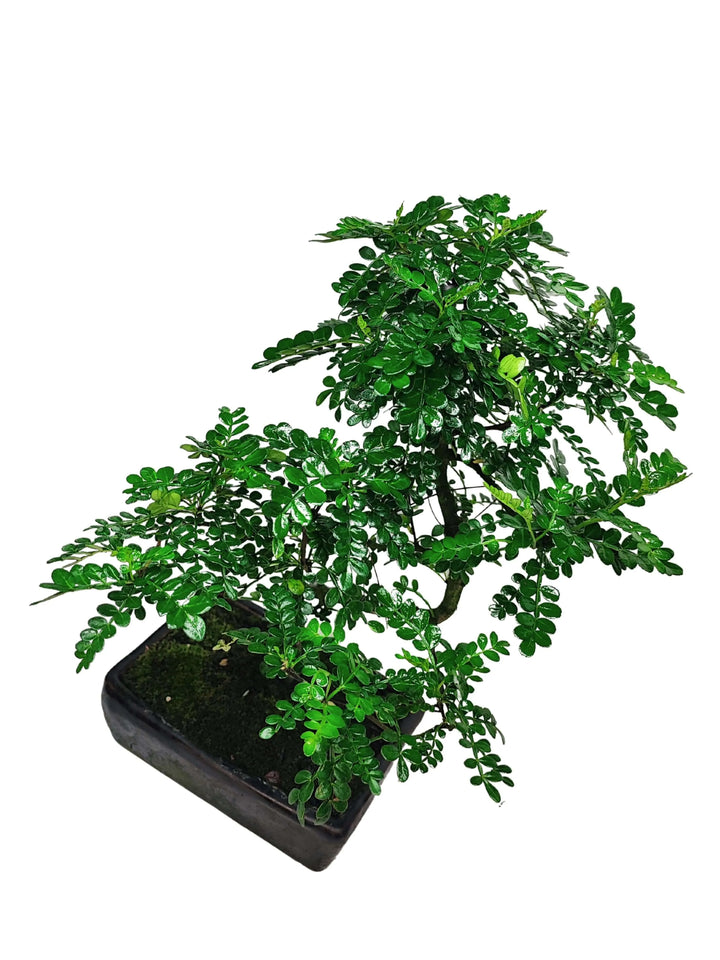 Bonsai Pepper S-Shape 40 cm - vista dall'alto della chioma rigogliosa