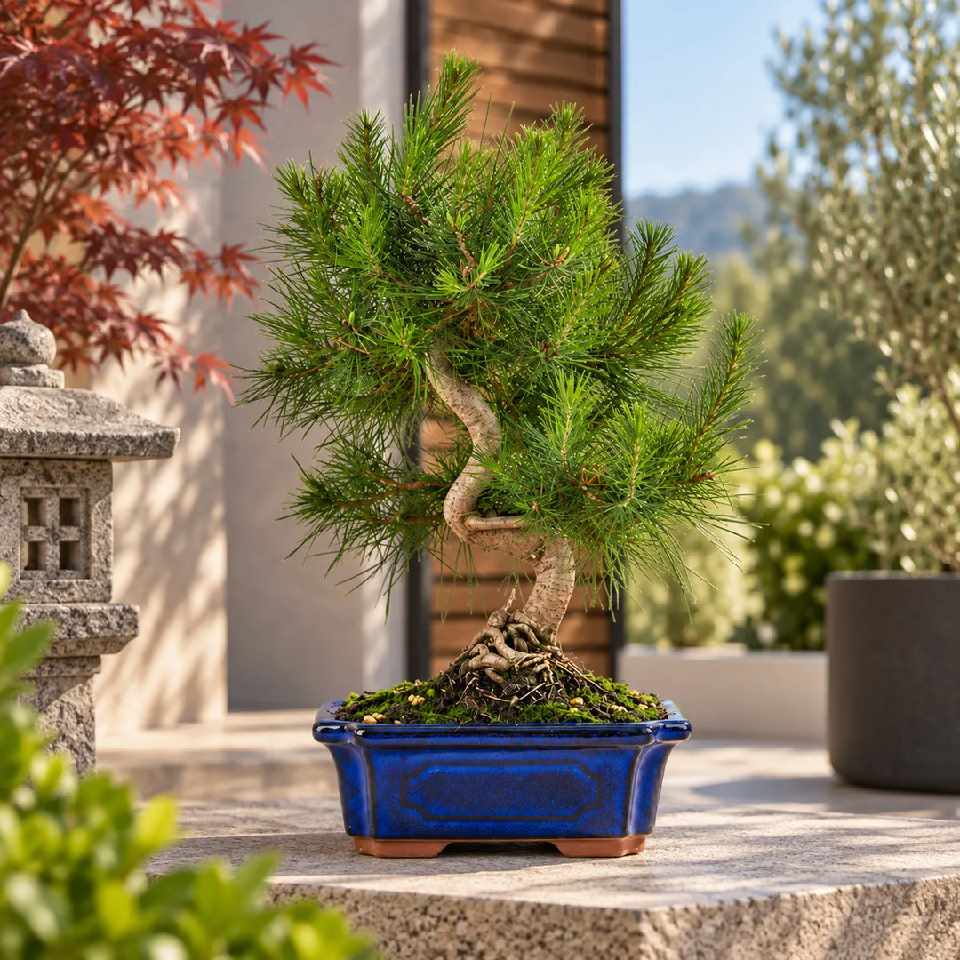 Bonsai Pinus Halepensis di 9 anni in vaso bonsai blu, inserito in un elegante ambiente esterno con piante mediterranee