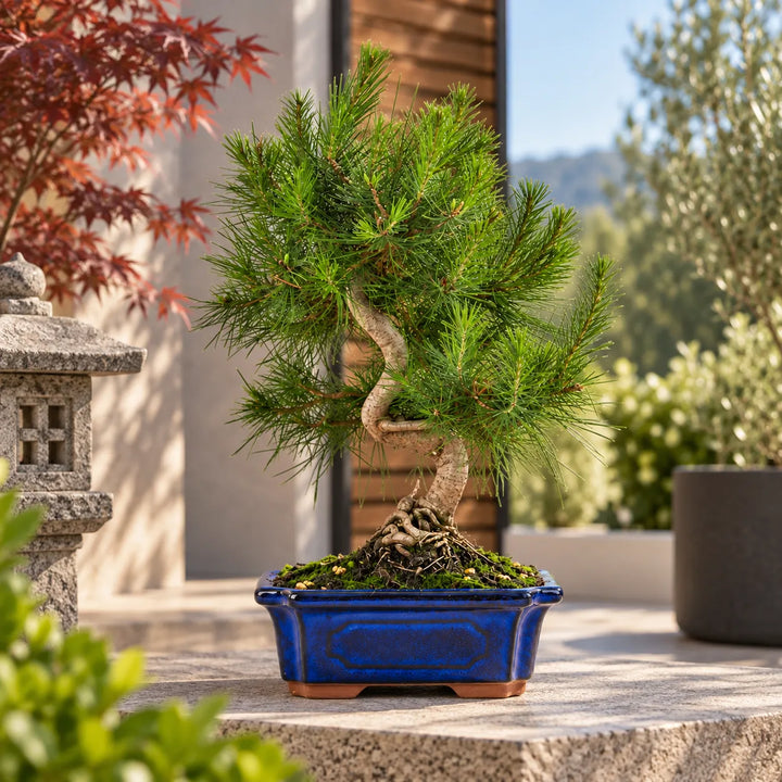 Bonsai Pinus Halepensis di 9 anni in vaso bonsai blu, inserito in un elegante ambiente esterno con piante mediterranee