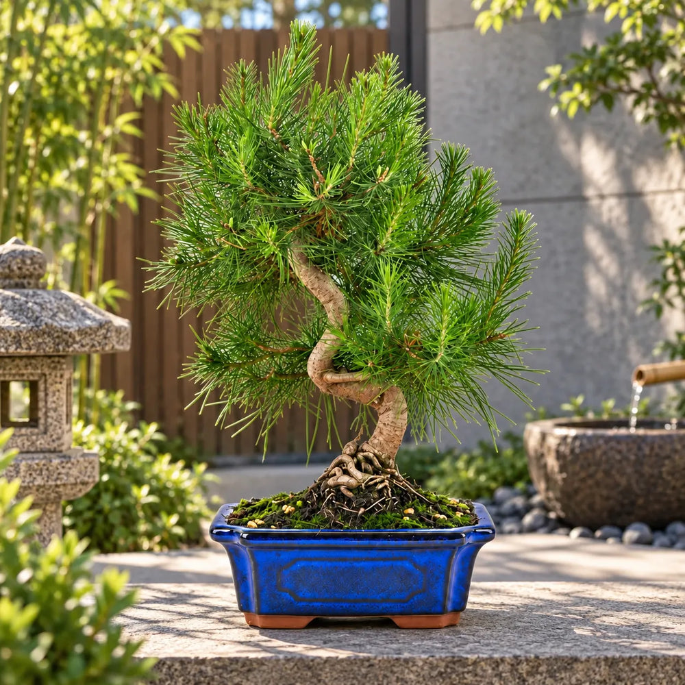 Bonsai Pinus Halepensis di 9 anni della Collezione Premium in vaso bonsai blu, ambientato in giardino esterno