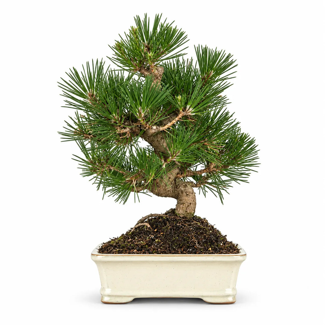 Bonsai Pinus Thunbergii di 12 anni con tronco sinuoso, aghi verdi e vaso rettangolare bianco fotografato su sfondo bianco