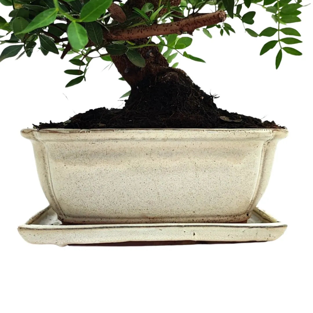 Vista laterale del tronco e vaso del Pistacia Lentiscus bonsai in stile tradizionale