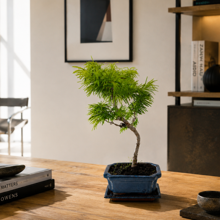 Bonsai Pseudolarix Amabilis con aghi verdi sottili in vaso blu smaltato posizionato su tavolo in legno in ambiente moderno e luminoso.