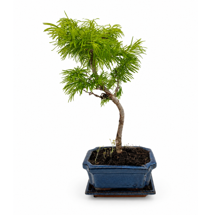 Bonsai Pseudolarix Amabilis con chioma verde chiaro e tronco sinuoso fotografato su sfondo neutro con vaso blu rettangolare.