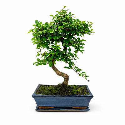 Bonsai 10 anni Carmona microphylla - Collezione Premium
