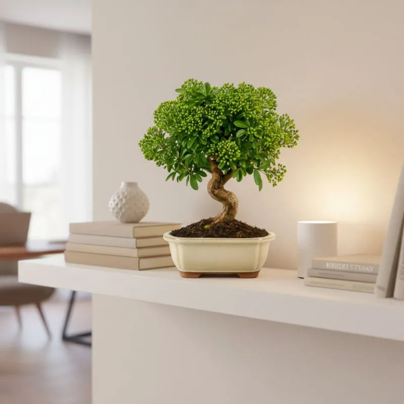 Bonsai pyracantha sp con tronco sinuoso e chioma compatta in vaso bonsai beige su mensola in ambiente moderno.