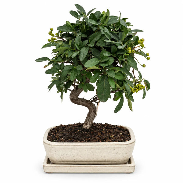 Bonsaï Pyracantha Coccinea de 9 ans – Collection Premium