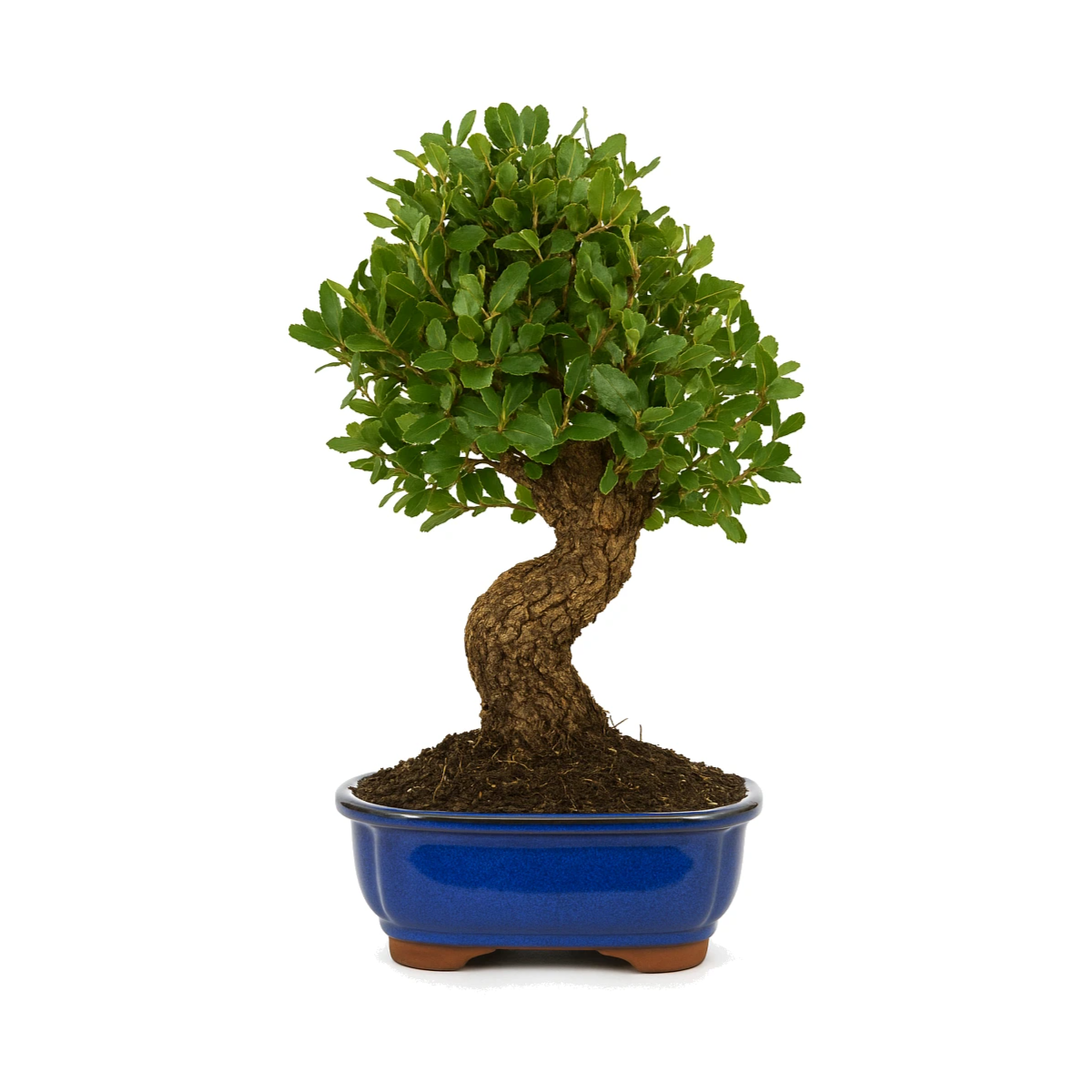 Bonsai Quercus Suber 12 Anni Premium Quercia da Sughero — i Giardini di  Giulia
