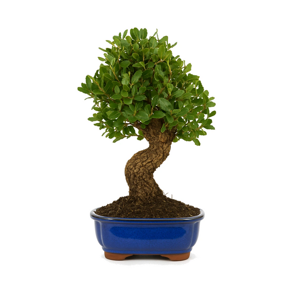 Bonsai 12 anni Quercus suber - Collezione Premium