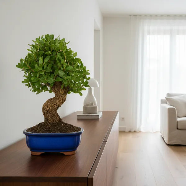 Bonsai quercus suber in vaso blu posizionato su mobile in soggiorno luminoso, bonsai quercia da sughero elegante per arredamento casa.