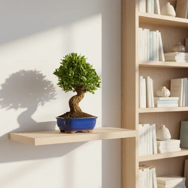 Bonsai quercus suber in vaso ceramica blu su tavolo in salotto con camino acceso, bonsai ornamentale da interno.