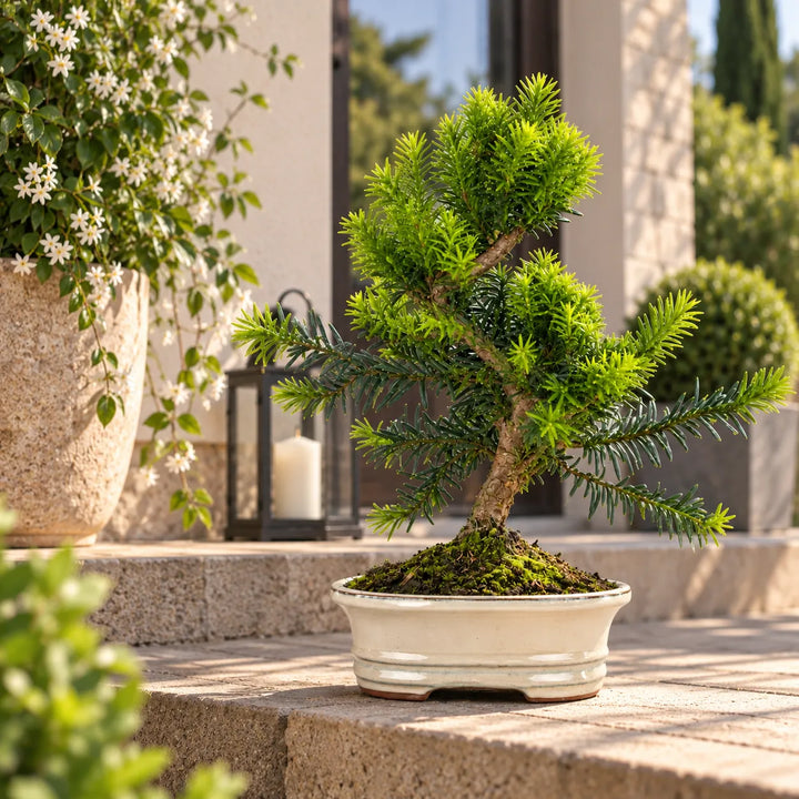 Bonsai Taxus Media di 9 anni con chioma verde e tronco modellato, in vaso bonsai ovale bianco ambientato in giardino