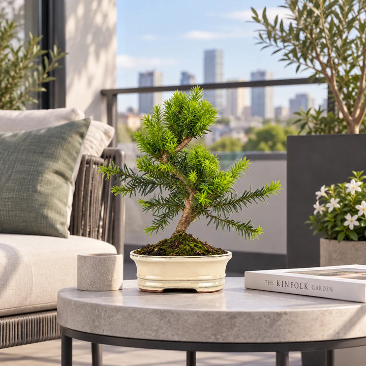 Bonsai Taxus Media di 9 anni in vaso bianco, ambientato su tavolino in una terrazza moderna e luminosa