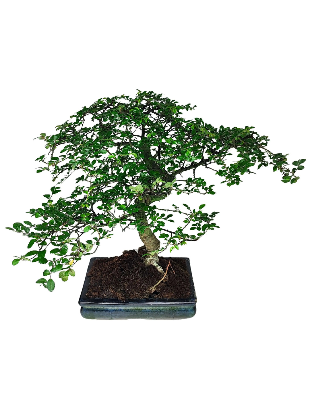 Bonsai Zelkova - pianta compatta da appartamento con chioma verde e vaso elegante, vista frontale