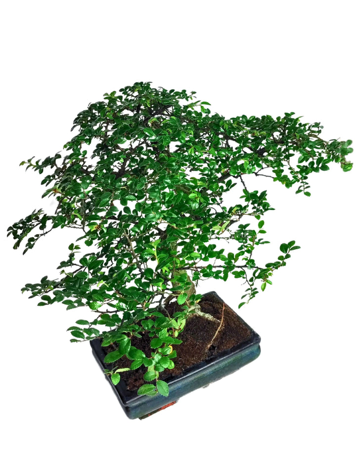 Bonsai Zelkova 40 cm - pianta ornamentale in vaso di ceramica, ideale per interni moderni