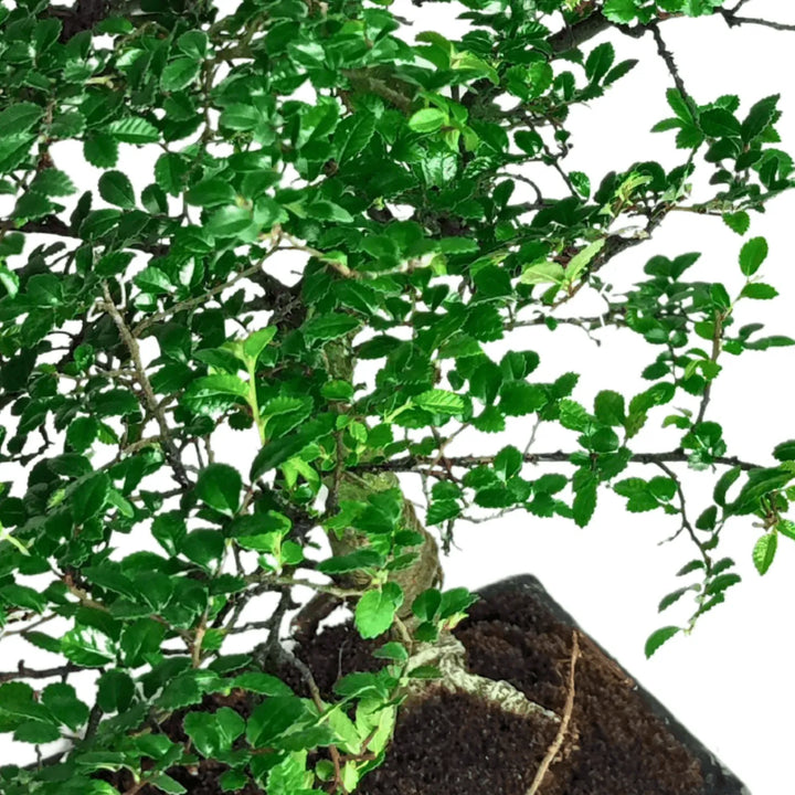 Bonsai Zelkova serrata - dettaglio delle foglie lucide e della chioma fitta