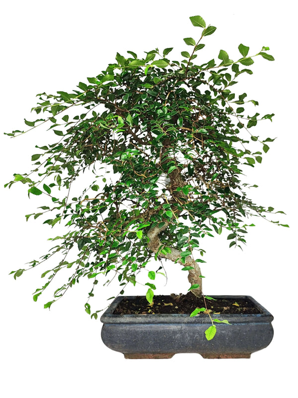 Bonsaï Zelkova en forme de S - Hauteur de la plante : 50 cm