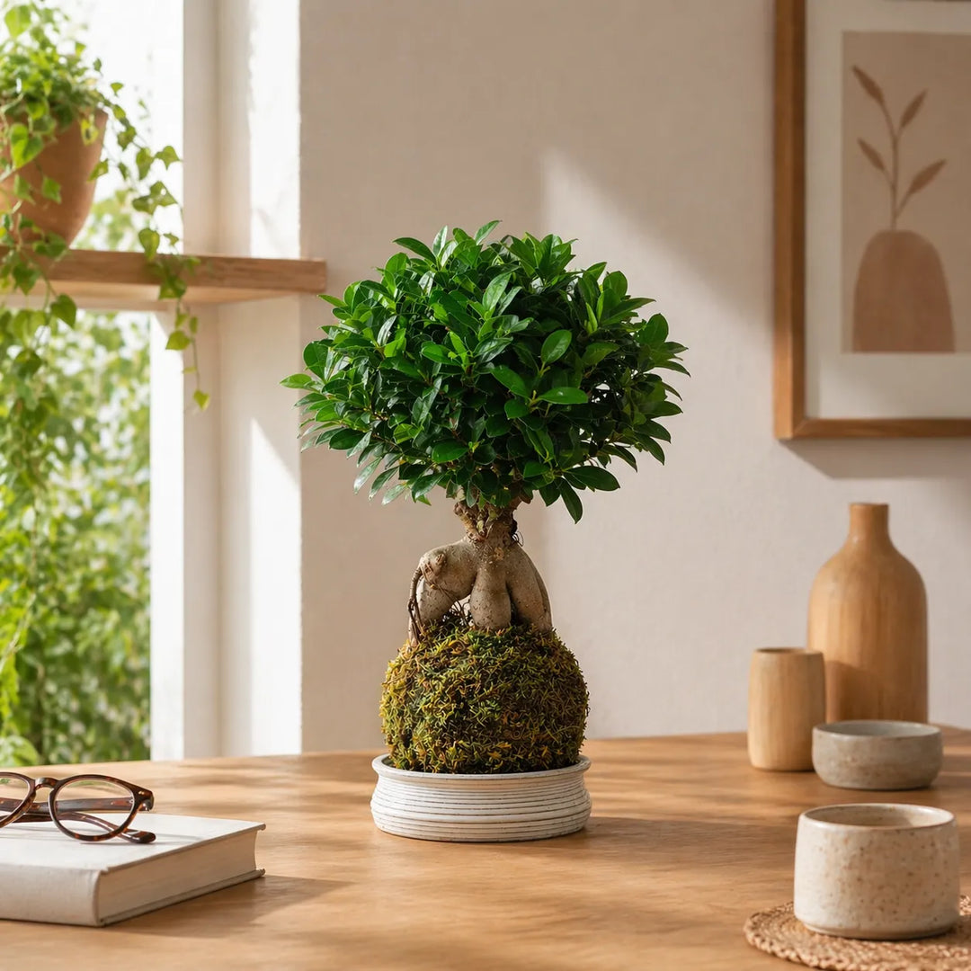 bonsai ficus ginseng con kokedama in casa vicino finestra luminosa
