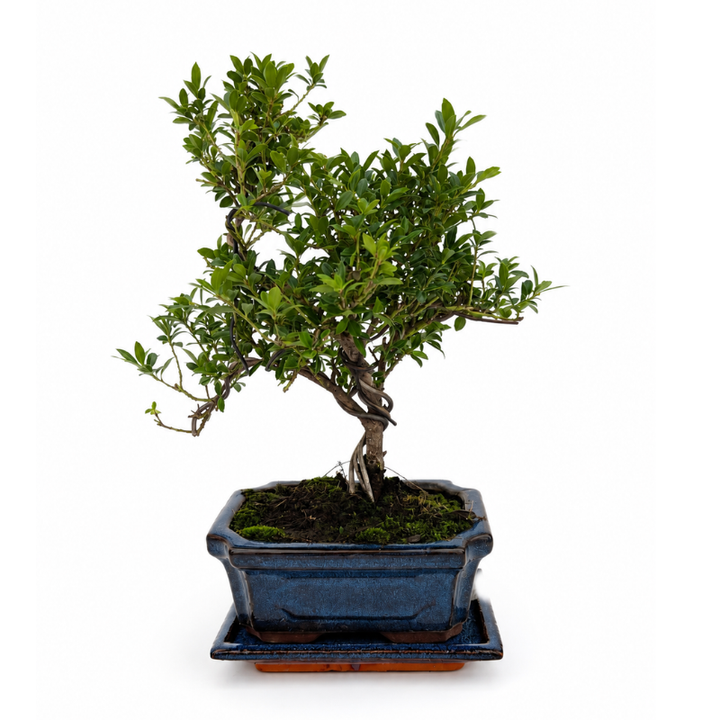 Bonsai da interno con foglie verdi compatte e tronco intrecciato in vaso ceramica blu fotografato su sfondo bianco per ecommerce e catalogo online.