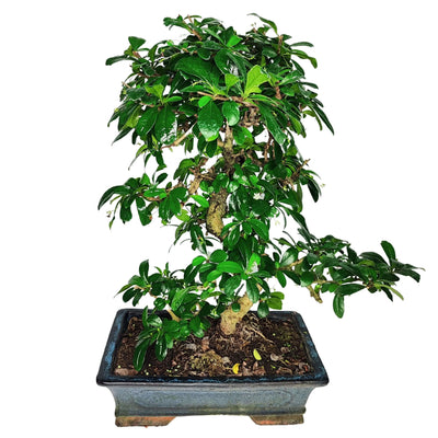 Bonsai Carmona s-shape D.30 CM