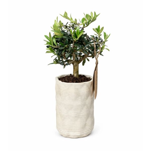 Bonsai Olivo Andromeda - pianta in vaso artigianale Andromeda su sfondo bianco, vista frontale