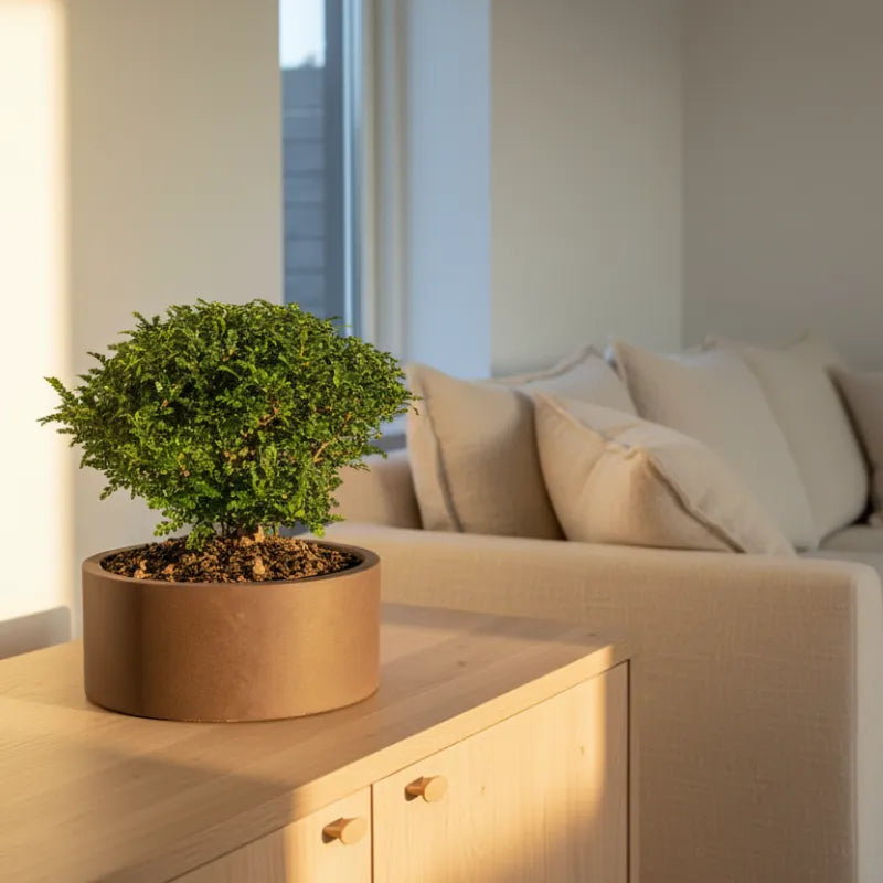 Bonsai Pepe Cinese - dettaglio del fogliame verde lucido