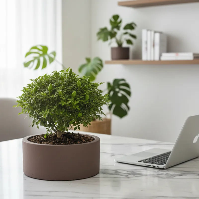 Bonsai Pepe in vaso echo - vista dall'alto con dettagli del substrato