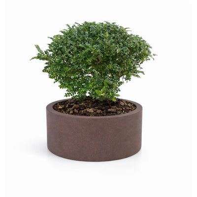 bonsai di pepe in echo D. 30
