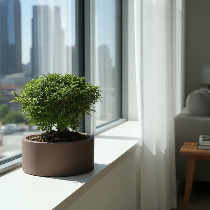 Bonsai Pepe - tronco sinuoso e corteccia del bonsai