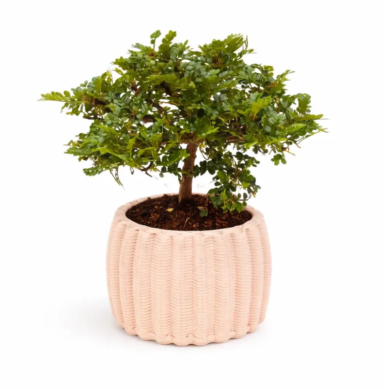 Bonsai Pepe in vaso di ceramica Dioniso - vista frontale completa