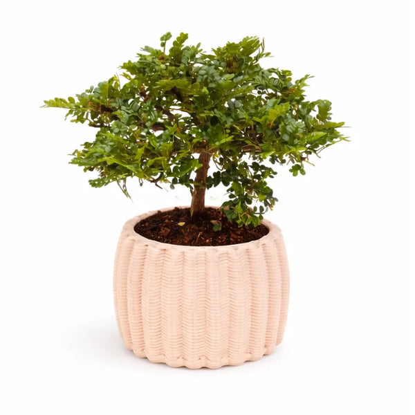 Bonsaï de poivrier dans un pot en céramique artisanale Dionysos D.16