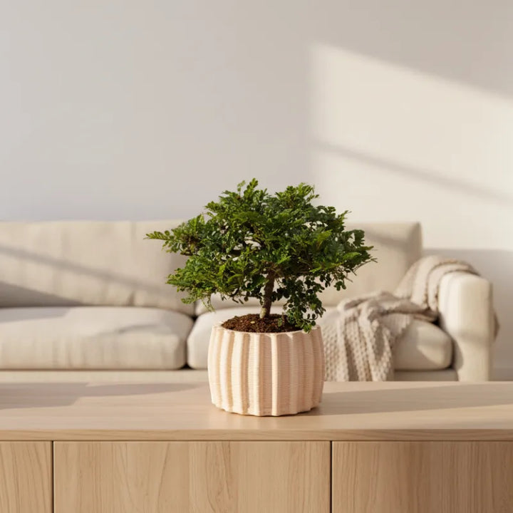 Bonsai Pepe in vaso Dioniso - vista dall'alto con la pianta
