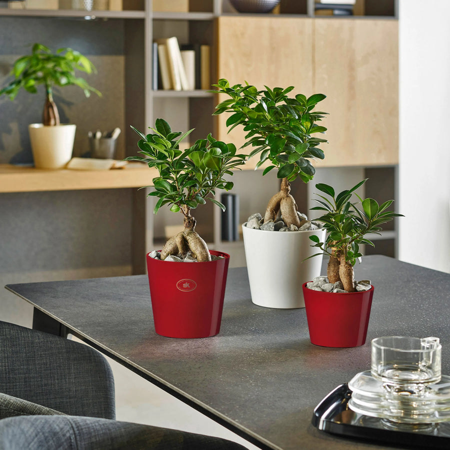 Bonsai Ficus Ginseng in vasi rossi e bianchi lucidi in ceramica su tavolo moderno – decorazione per interni in stile elegante e minimalista