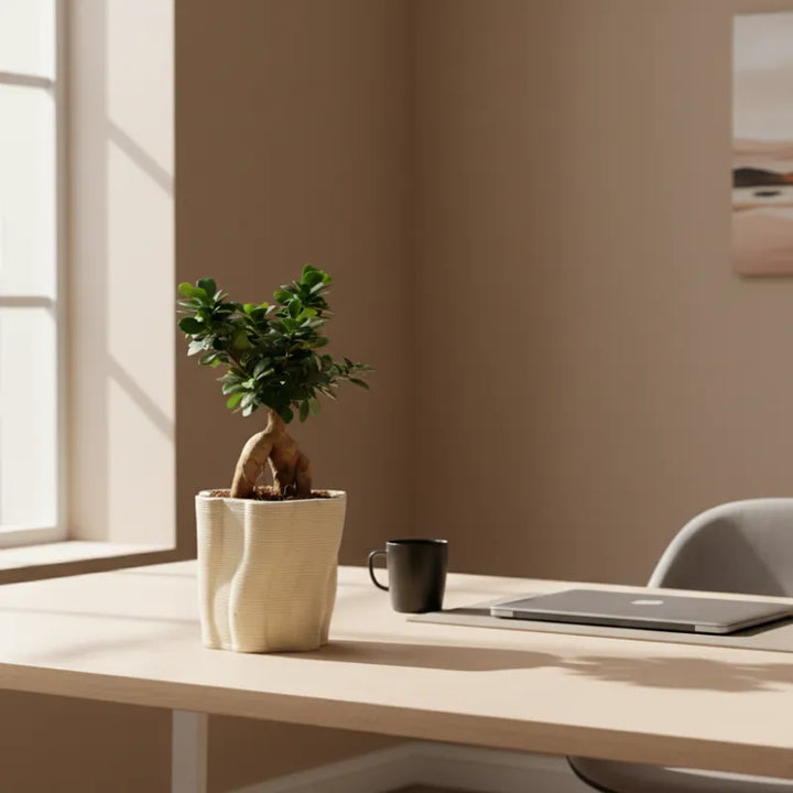 Vaso Venezia in ceramica artigianale per bonsai ficus ginseng - texture e finitura