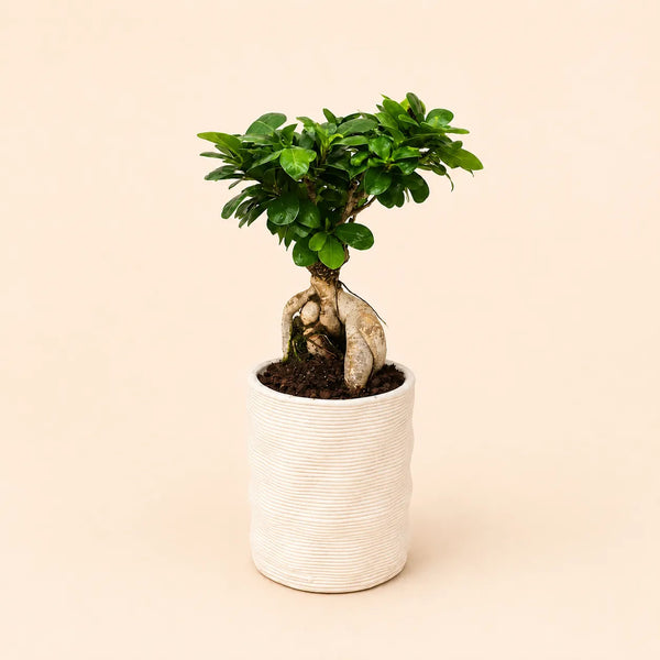 Bonsaï ficus ginseng dans un pot artisanal Andromède en argile