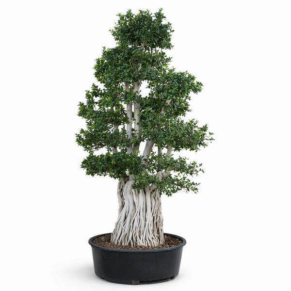Bonsai ficus multiroot H.350