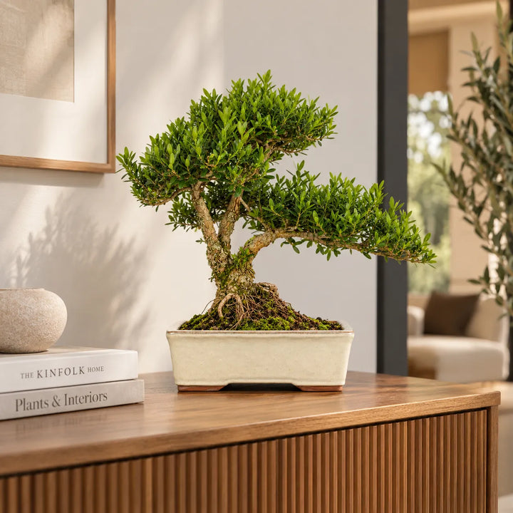 Bonsai con chioma verde modellata e tronco lavorato in vaso rettangolare chiaro, ambientato su una madia in un interno moderno