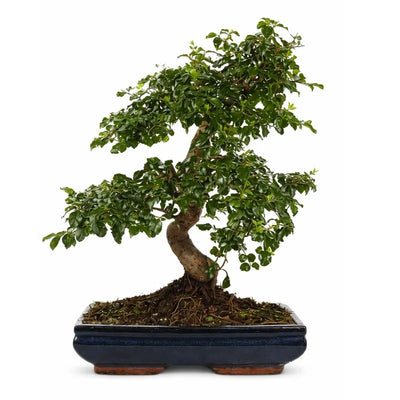 Bonsai ligustrum s shape D30 H.50 cm
