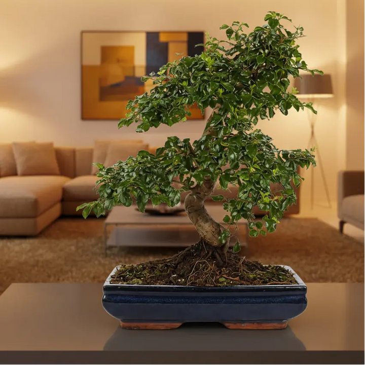 Bonsai Ligustrum S-Shape - Esempio di posizionamento del bonsai in un ambiente domestico