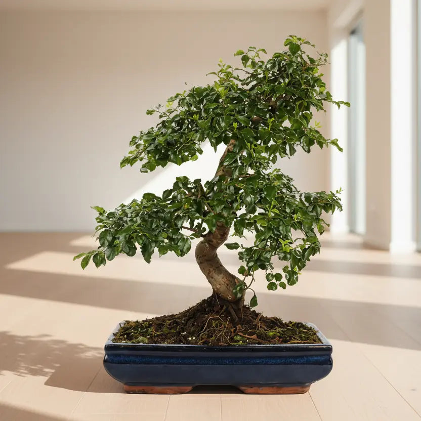 Bonsai Ligustrum S-Shape - Dettaglio del tronco a forma di S e delle foglie lucide