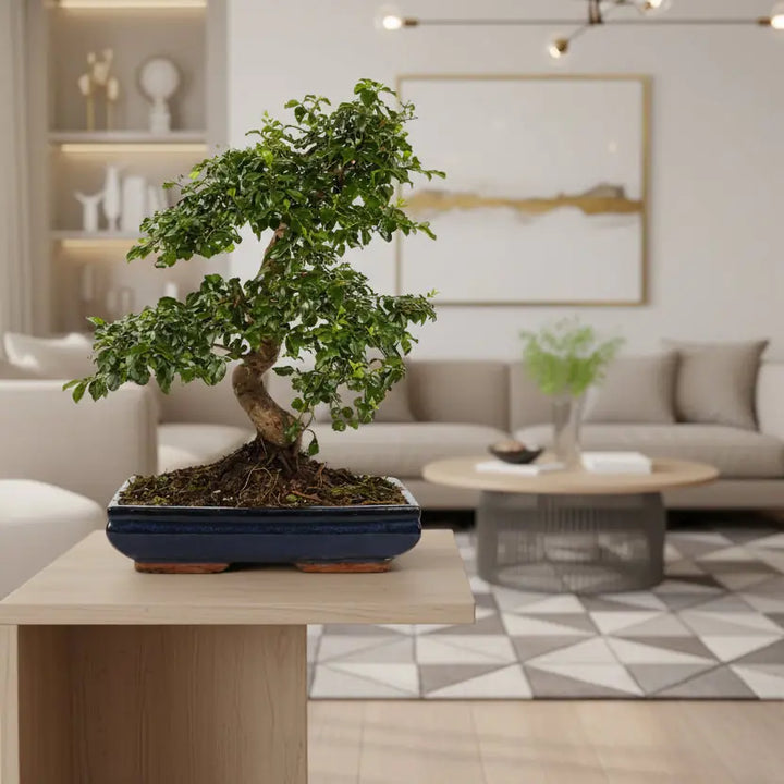Bonsai Ligustrum S-Shape - Vista dall'alto della chioma densa e compatta